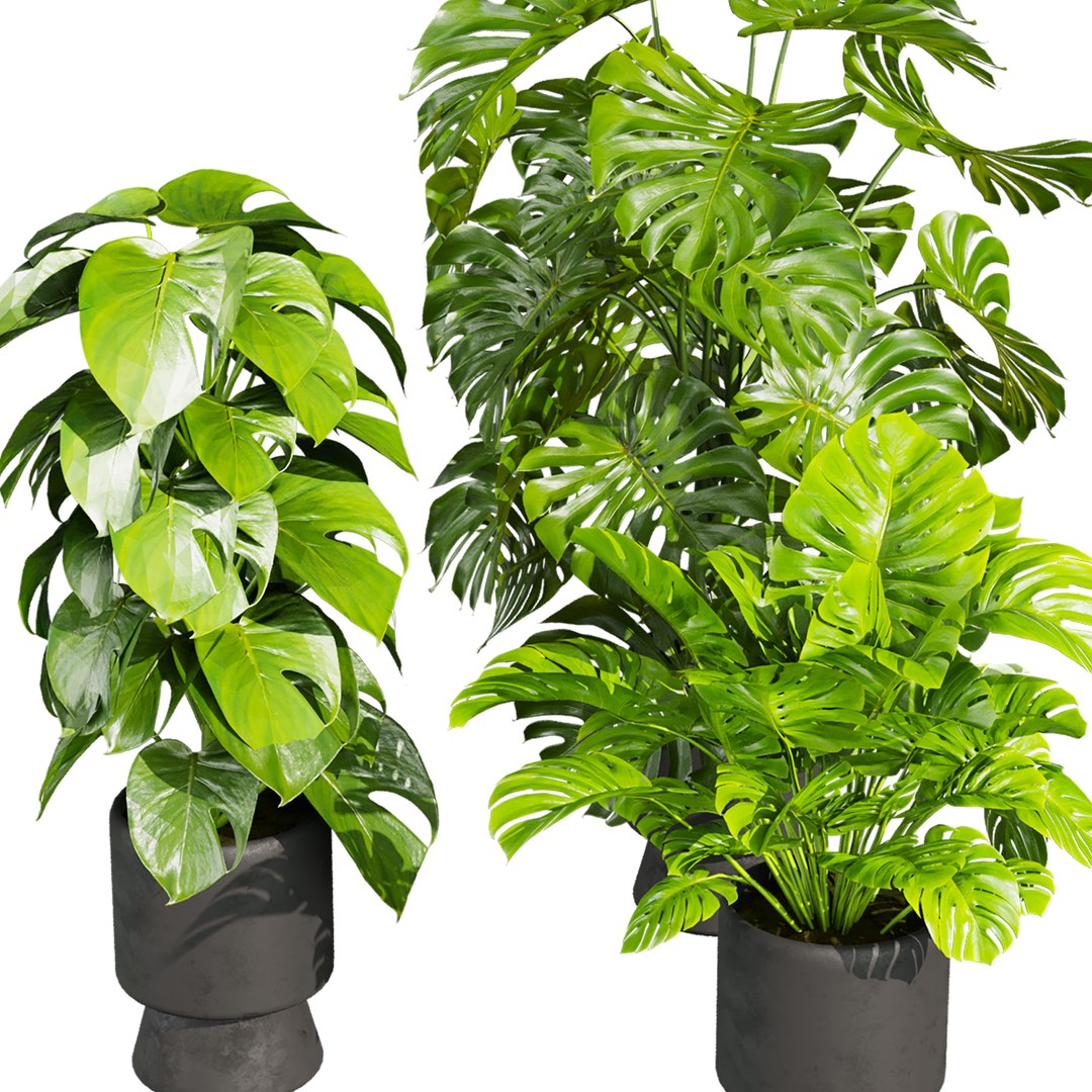 plant vol 943 - monstera - pot - leaf 3D https://p.turbosquid.com/ts-thumb/vD/xSwNPs/wh/4/jpg/1784343714/1920x1080/fit_q87/083c1ffcc059d4a69f3906aa4f818e7b4c21ca21/4.jpg