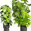植物 Vol 943 - モンステラ - 鉢 - 葉