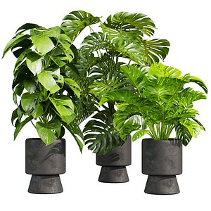 plant vol 943 - monstera - pot - leaf 3D