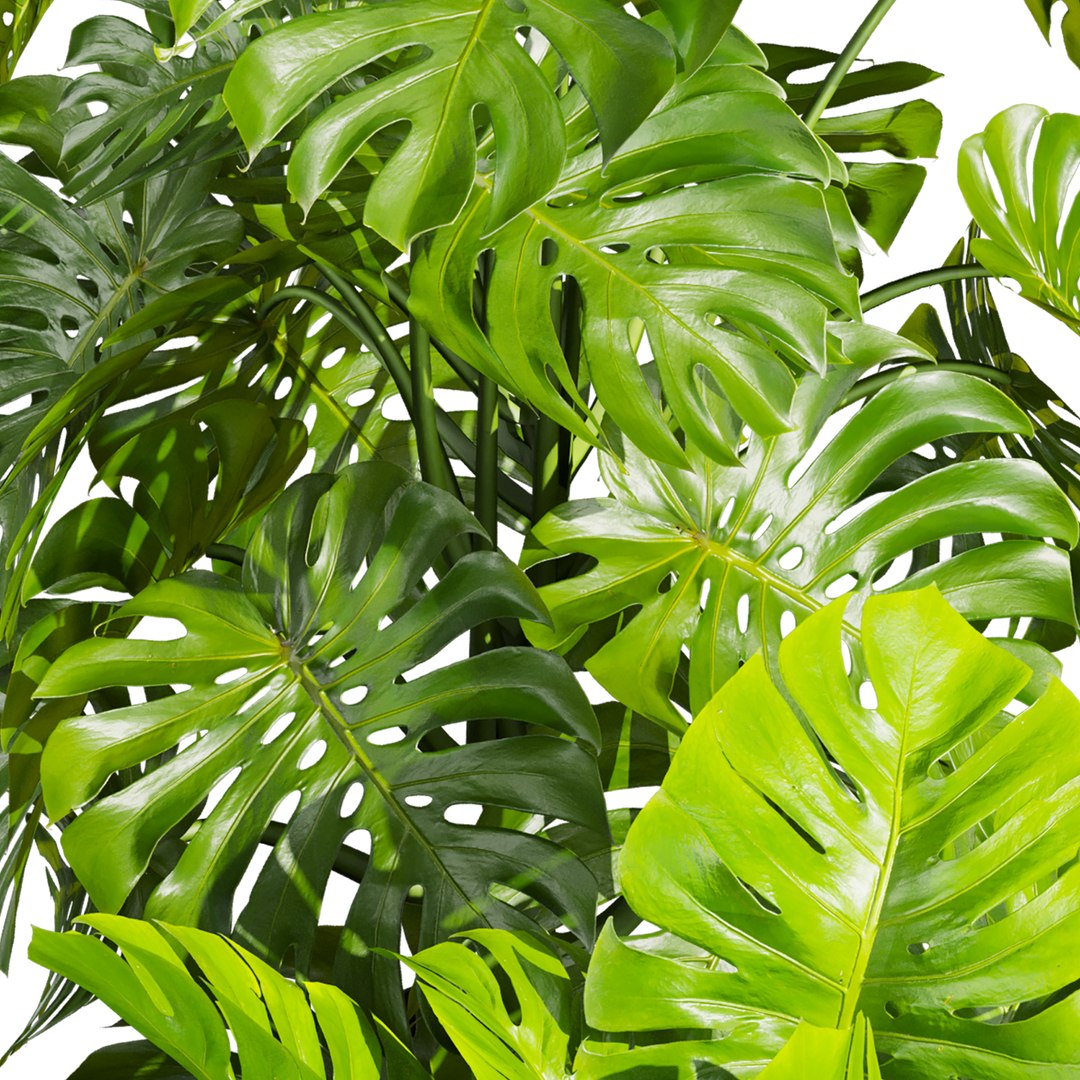 plant vol 943 - monstera - pot - leaf 3D https://p.turbosquid.com/ts-thumb/vD/xSwNPs/zM/5/jpg/1784343716/1920x1080/fit_q87/36c789705d7490193a35b5077ee794b748c59f46/5.jpg