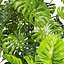 植物 Vol 943 - モンステラ - 鉢 - 葉