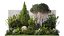 Crespino topiaria da giardino cipresso tuia pino 1397