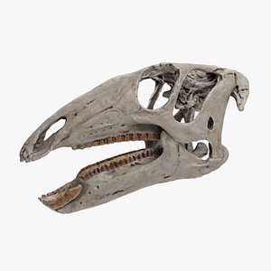 3D Sirindhorna skull 3d model