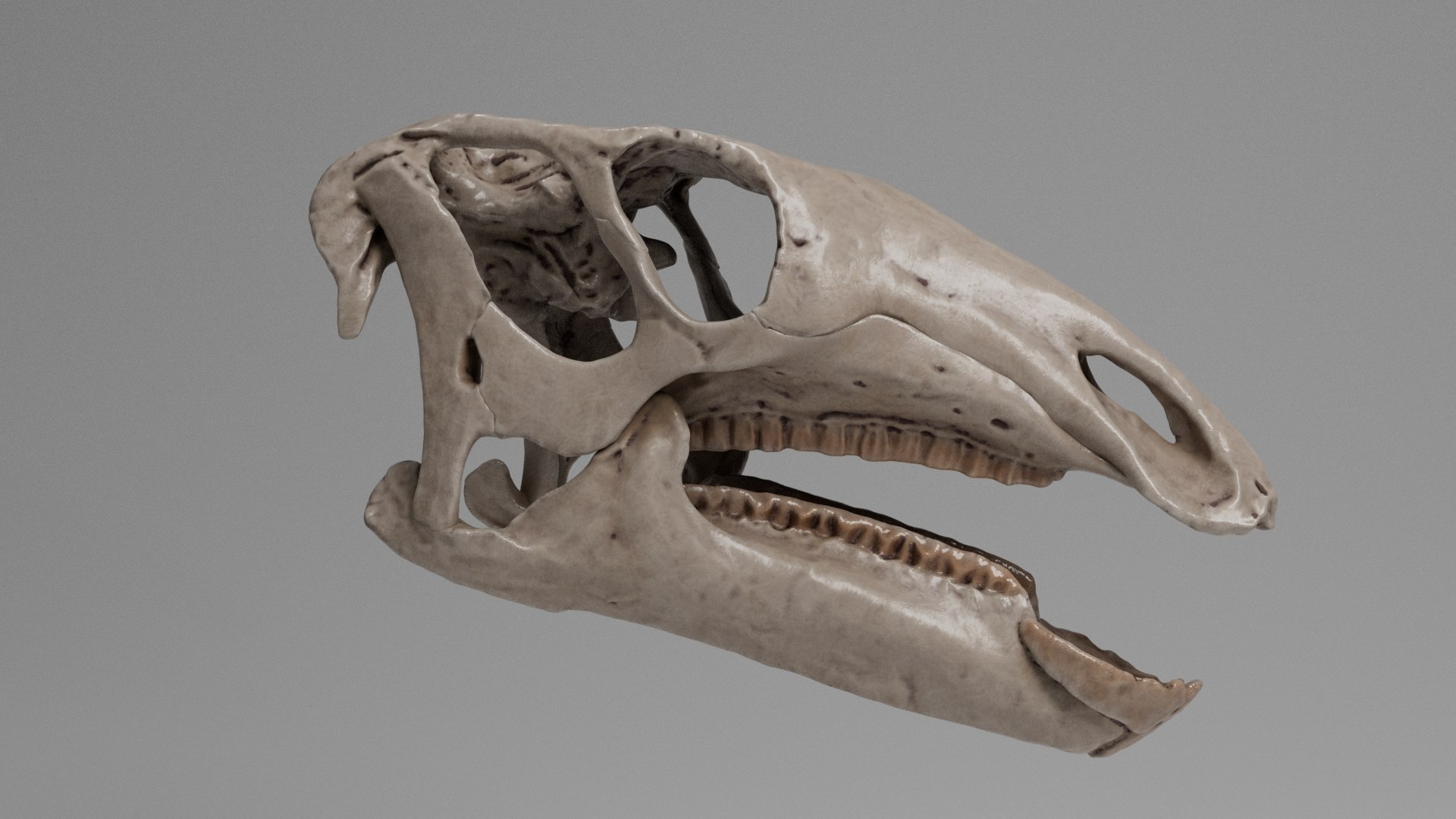 3D Sirindhorna Skull 3d Model TurboSquid 1970086
