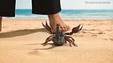 Walking Scorpion Fur Animated Rigged for Cinema 4D