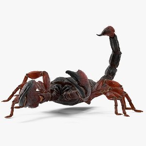 Walking Scorpion Fur Animated Rigged for Cinema 4D 3D model