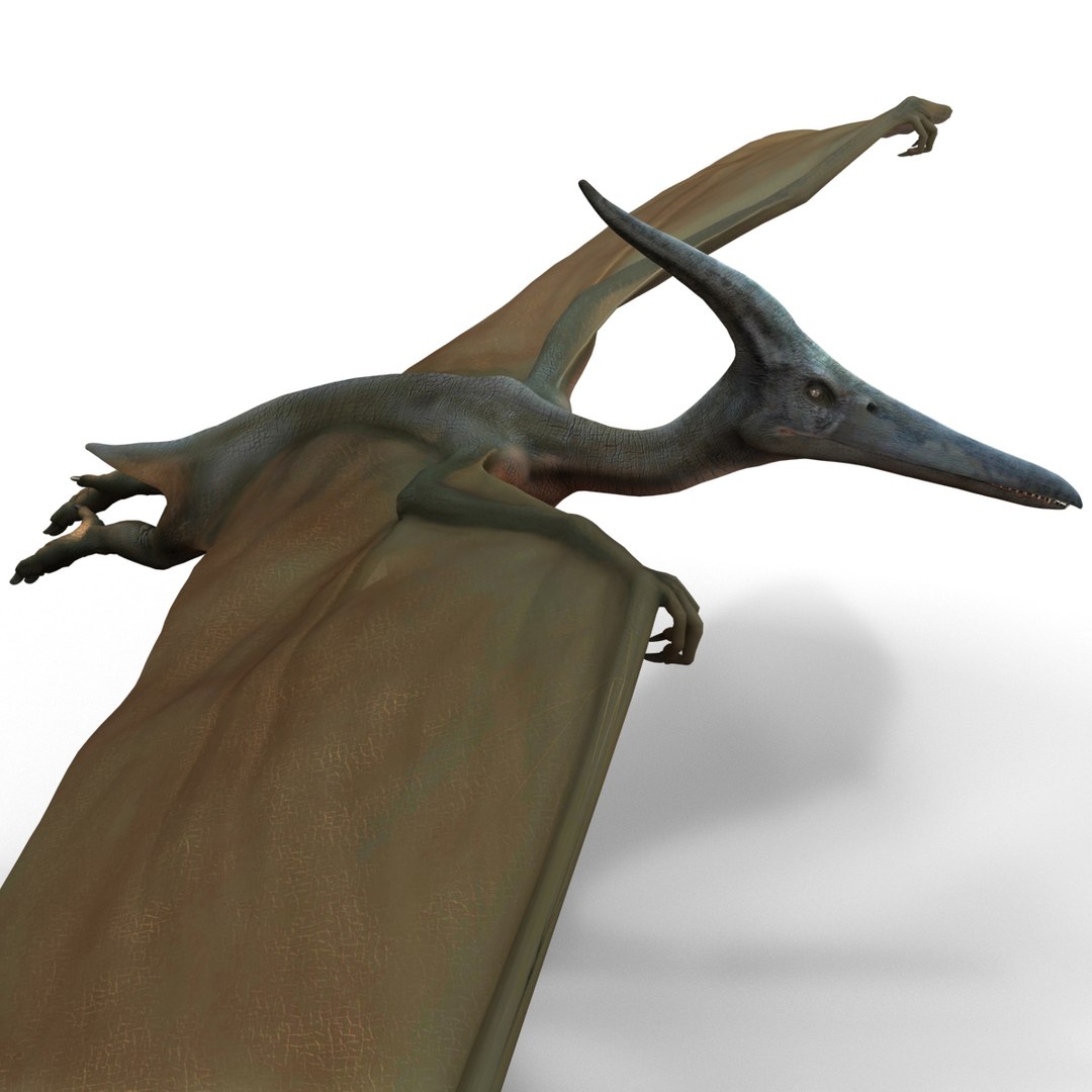 3d 1 model https://p.turbosquid.com/ts-thumb/vE/krpaeX/W4RItCHj/pterodactylpose1_8/jpg/1405005572/1920x1080/fit_q87/a6c3356bee2500c8e183aa639d609f92415177e2/pterodactylpose1_8.jpg