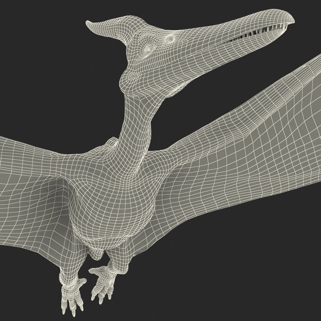 3d 1 model https://p.turbosquid.com/ts-thumb/vE/krpaeX/Ykm5hlg7/pterodactylpose1_29/jpg/1405005656/1920x1080/fit_q87/50c2fb3f89053c8d52d736d32ce5bc31188ffeeb/pterodactylpose1_29.jpg