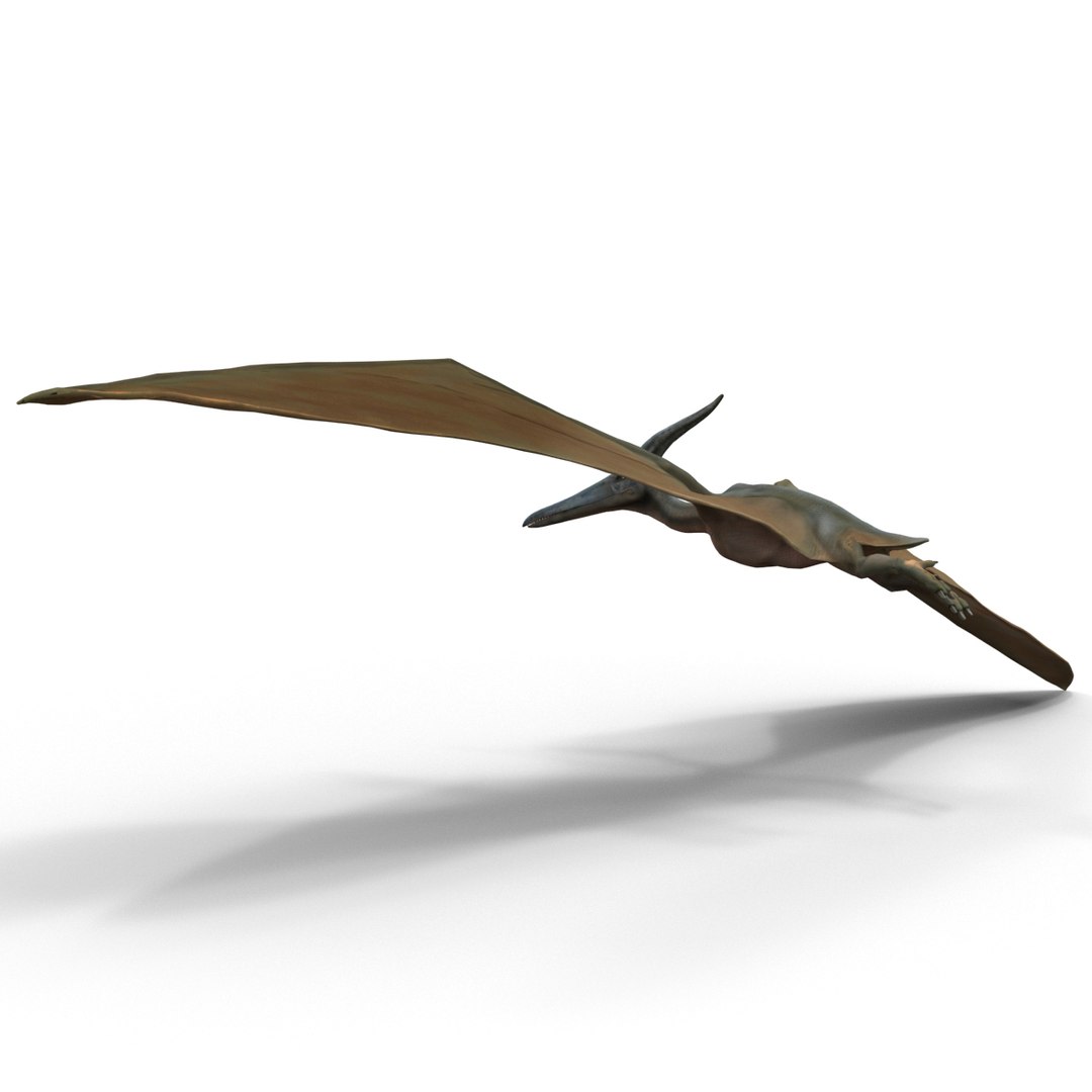 3d 1 model https://p.turbosquid.com/ts-thumb/vE/krpaeX/ZJe54m6m/pterodactylpose1_3/jpg/1405005559/1920x1080/fit_q87/4ec4daa4275596735c1f41fa8af6b7d8c8a8a9a9/pterodactylpose1_3.jpg