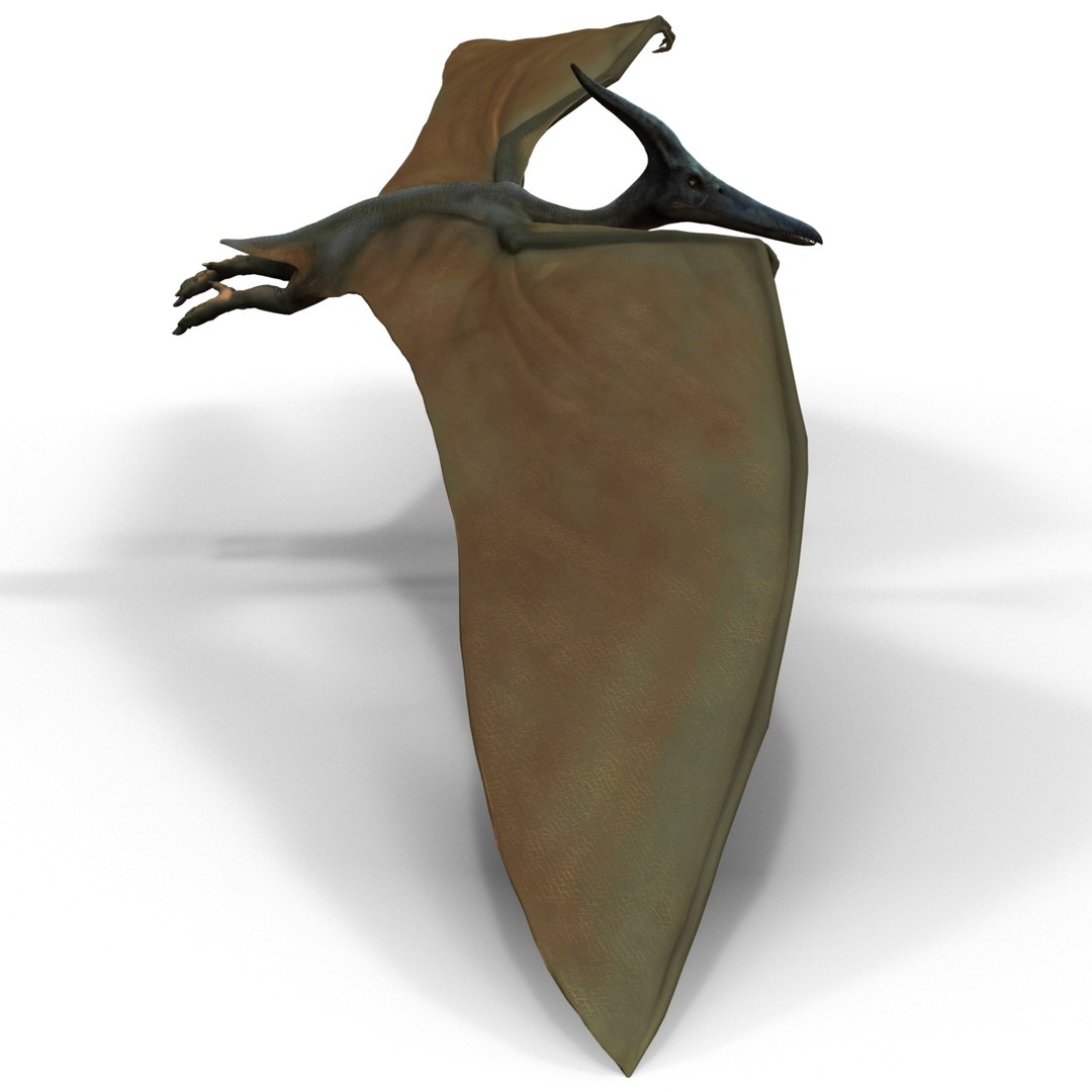 3d 1 model https://p.turbosquid.com/ts-thumb/vE/krpaeX/bFoRrMe8/pterodactylpose1_12/jpg/1405005583/1920x1080/fit_q87/9d02e8e97ad8fa7118450e771df98ae08b0fcbd8/pterodactylpose1_12.jpg