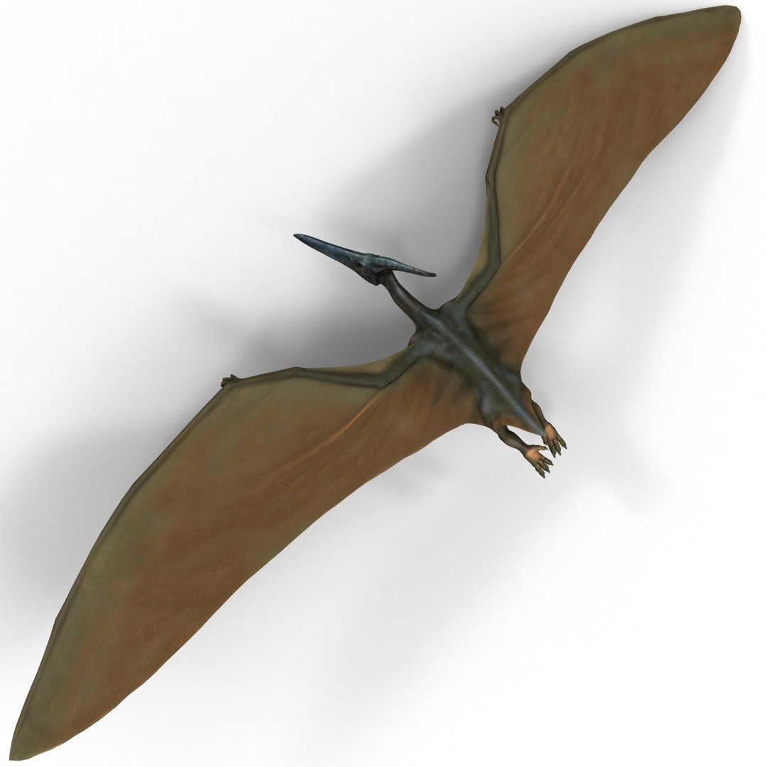 3d 1 model https://p.turbosquid.com/ts-thumb/vE/krpaeX/d8UZbVWw/pterodactylpose1_4/jpg/1405005561/1920x1080/fit_q87/ec7790c077d59391588dbd8d9abf5fcc714cfc58/pterodactylpose1_4.jpg
