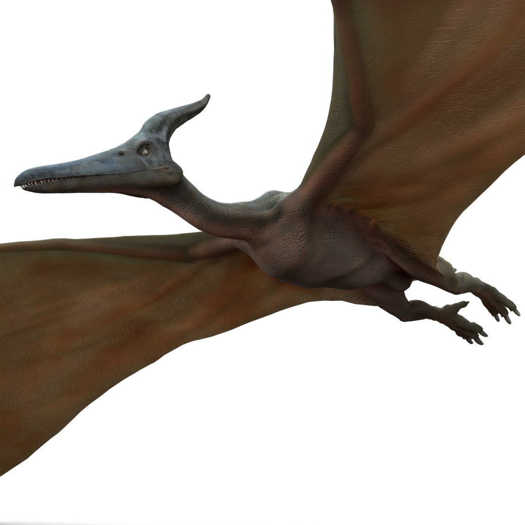 3d 1 model https://p.turbosquid.com/ts-thumb/vE/krpaeX/iq56r189/pterodactylpose1_17/jpg/1405005596/1920x1080/fit_q87/0d8bae177036dfd47d334e810034c7a3e7e20726/pterodactylpose1_17.jpg