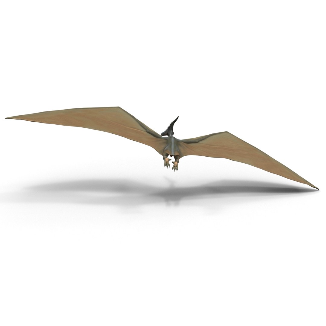3d 1 model https://p.turbosquid.com/ts-thumb/vE/krpaeX/u8L5msqF/pterodactylpose1_10/jpg/1405005590/1920x1080/fit_q87/cc304ea193d1a1758640c978bebdcd9dd2cda873/pterodactylpose1_10.jpg