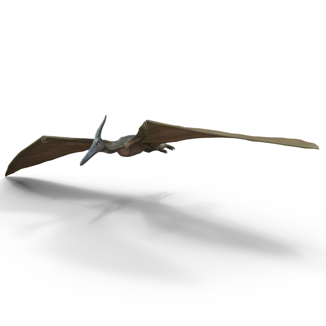 3d 1 model https://p.turbosquid.com/ts-thumb/vE/krpaeX/vyKbGUlr/pterodactylpose1_13/jpg/1405005585/1920x1080/fit_q87/cfb58a7ecc6c54c5b1b7c392edc611d4d704fbba/pterodactylpose1_13.jpg