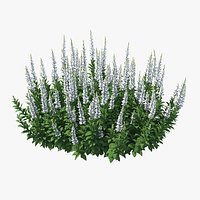 Blooming Meadow Sage Snow Will