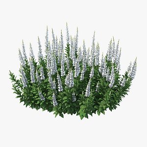 Blooming Meadow Sage Snow Will