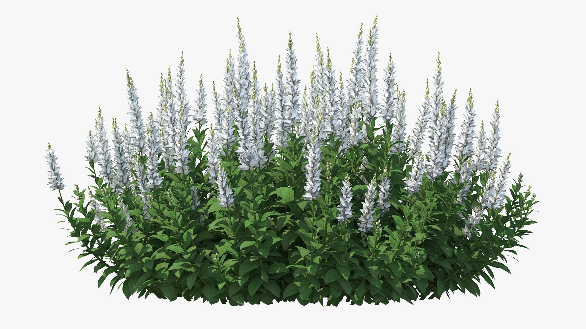 Blooming Meadow Sage Snow Will 3D model preview