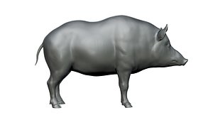 Pig 3D model