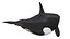 Cartoon Killer Whale 3D model