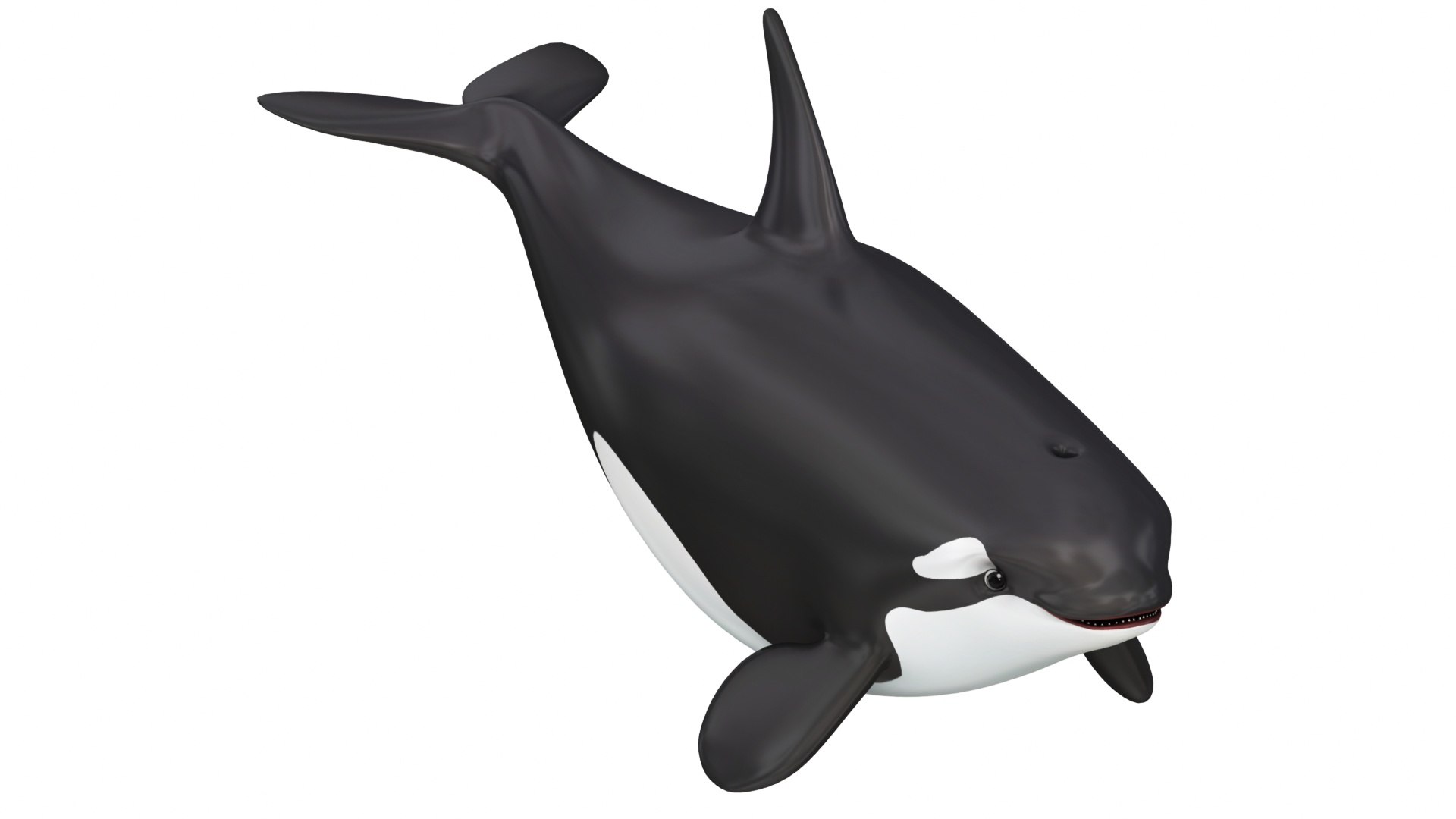 Cartoon Killer Whale 3D Model - TurboSquid 2082405