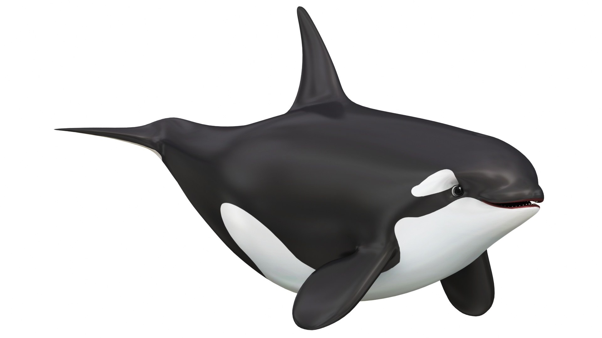 Cartoon Killer Whale 3D Model - TurboSquid 2082405, image size:1920x1080