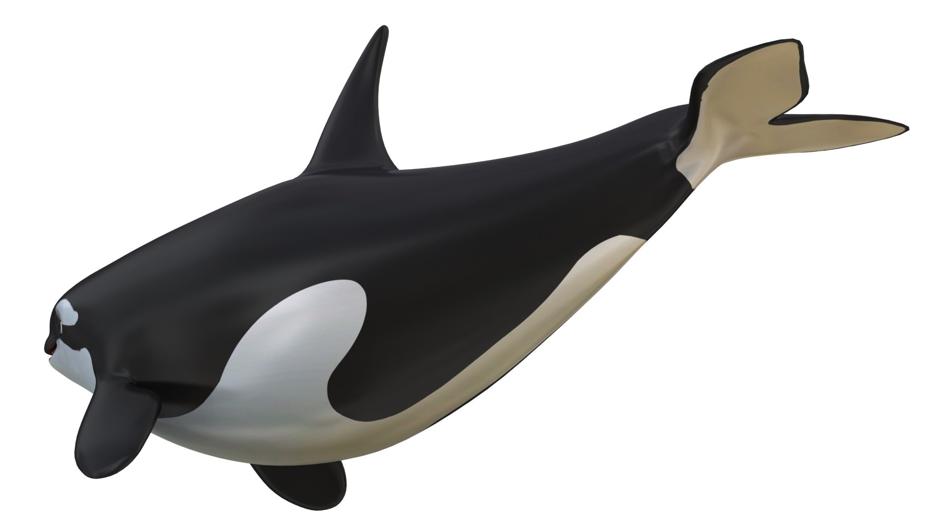 Cartoon Killer Whale 3D Model - TurboSquid 2082405