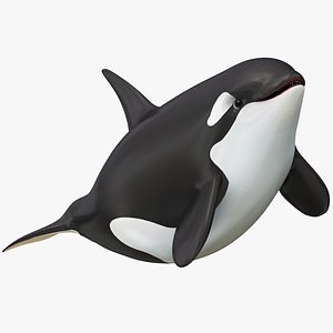 Cartoon Killer Whale 3D model