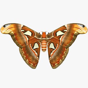 3D realistic attacus atlas