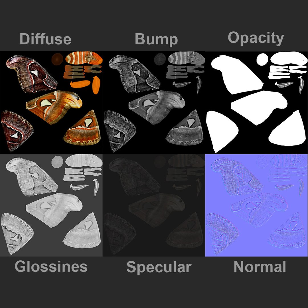3D Realistic Attacus Atlas - TurboSquid 1397440