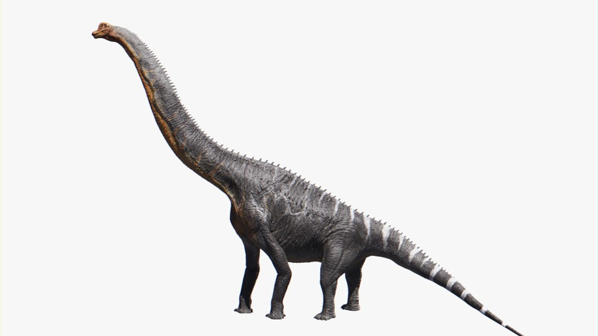 Obj Brachiosaurus Brachiosaur