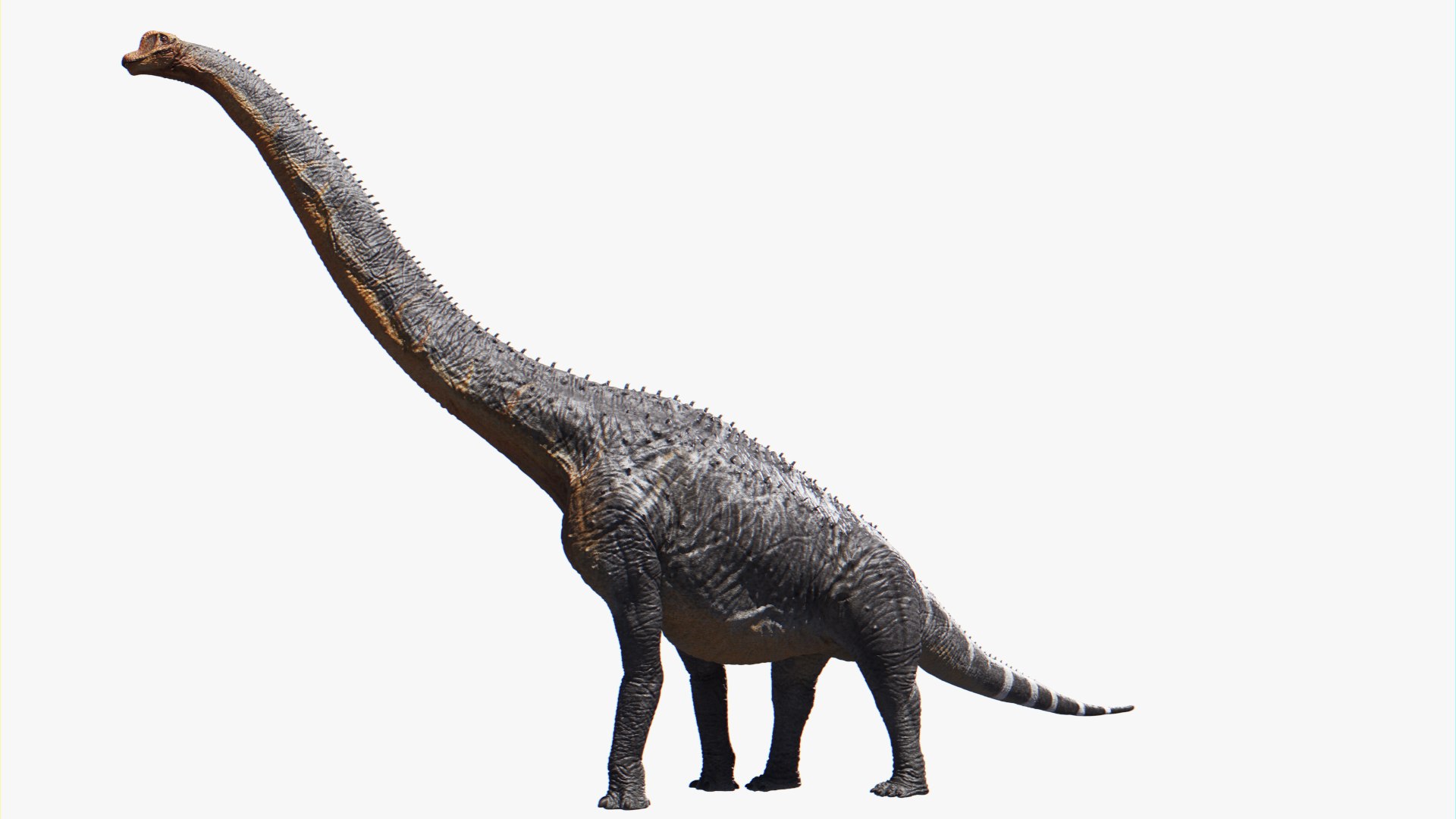 modèle 3D de Brachiosaure - TurboSquid 953924