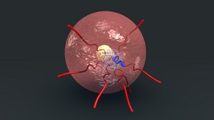 blastocyst endometrio 3d model