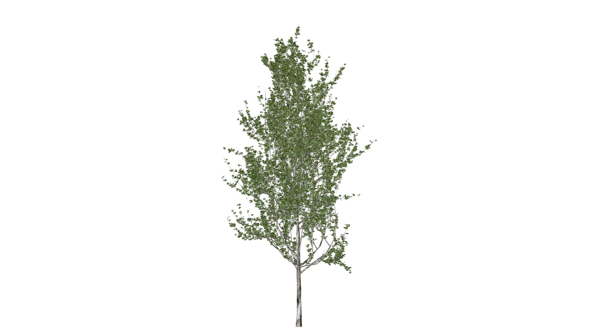 Lombardy Poplar Tree - 09 - 3D Model - TurboSquid 2377007