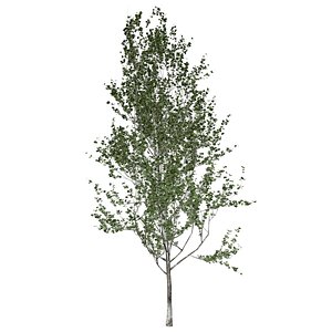 Lombardy Poplar Tree - 09 - 3D model