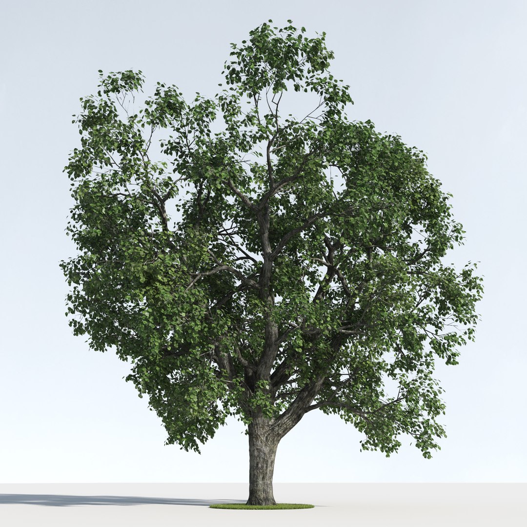 trees model https://p.turbosquid.com/ts-thumb/vG/67YHa9/FtQBKIlm/three_seasons_trees_12b/jpg/1542996188/1920x1080/fit_q87/bd1375608e75b2e1f1c726f14d30ba544e8cbeb8/three_seasons_trees_12b.jpg