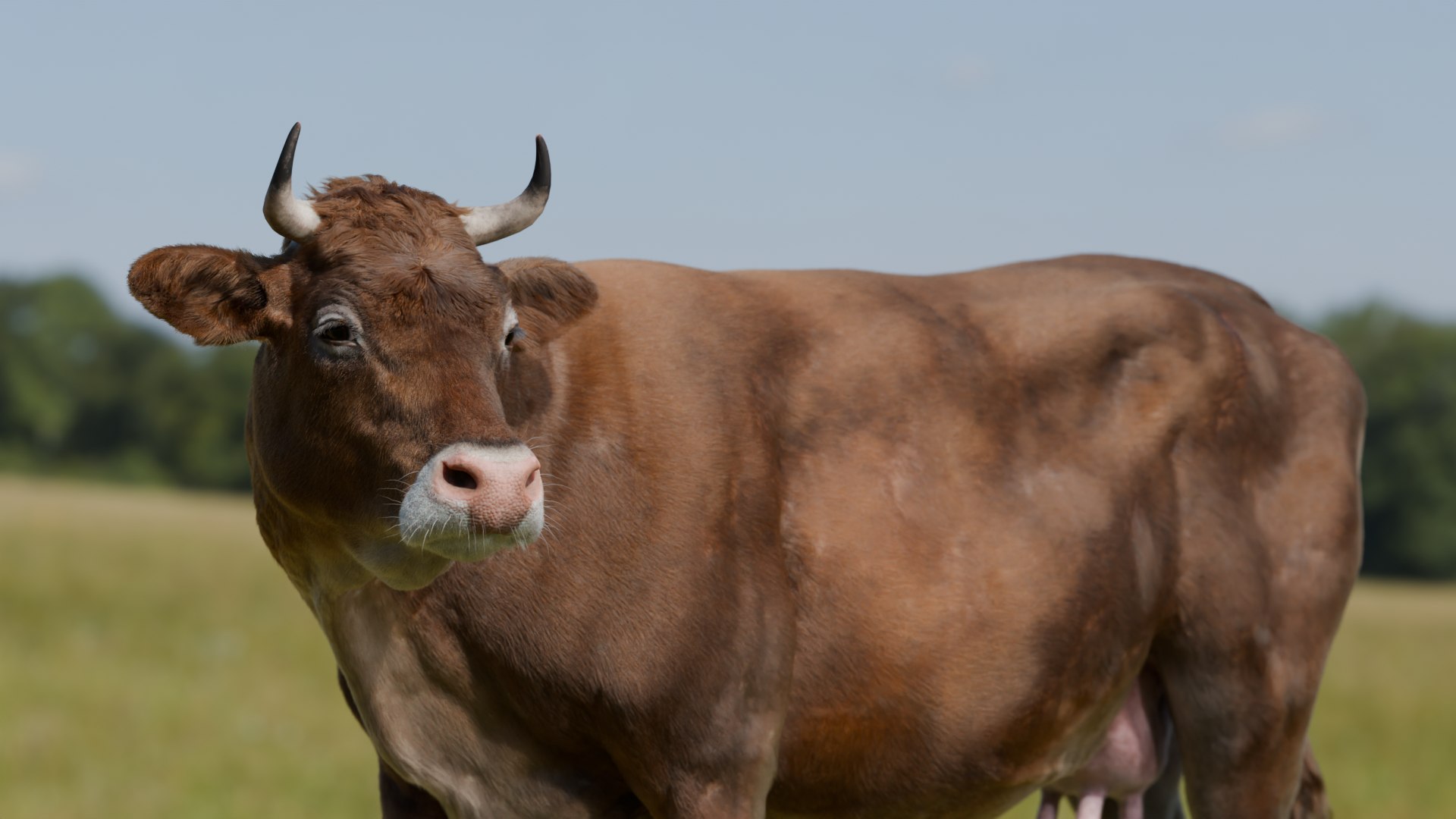 Cow Blender Rigged 3D model https://p.turbosquid.com/ts-thumb/vG/Jc86so/WS/cow_brown_v02/png/1750664985/1920x1080/fit_q87/d9f476910b984926ec0773dbe00f5c660167be50/cow_brown_v02.jpg