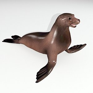 sea seal 3d model