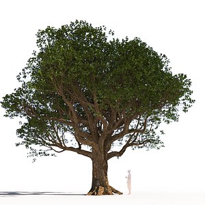 quercus agrifolia coast live oak mature A