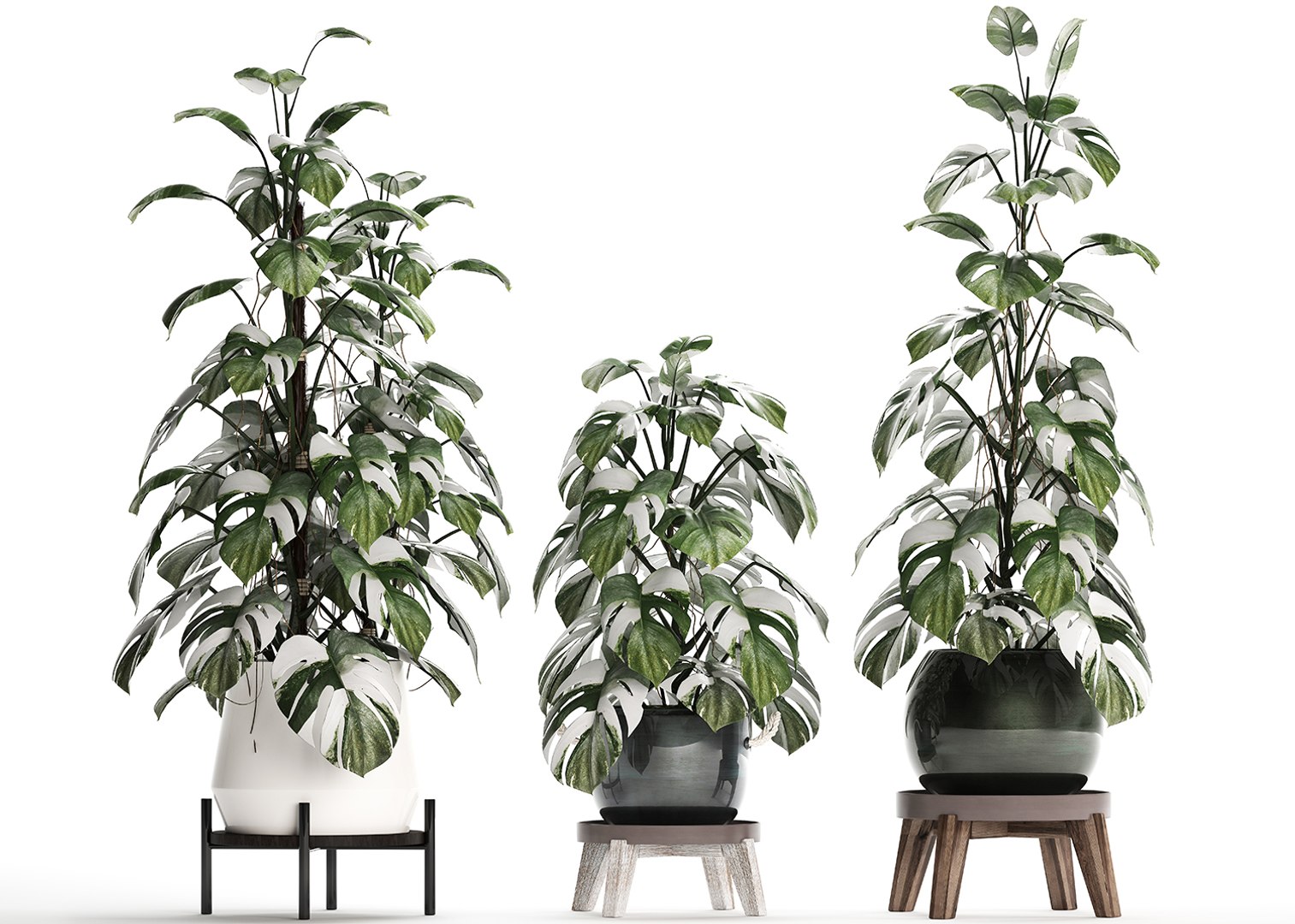 3D exotic plants monstera https://p.turbosquid.com/ts-thumb/vG/ak55le/0wuamdzi/monstera2102202004/jpg/1582375368/1920x1080/fit_q87/fc9d3b0c912d8b0917913e5f6c53f2795ff0acce/monstera2102202004.jpg