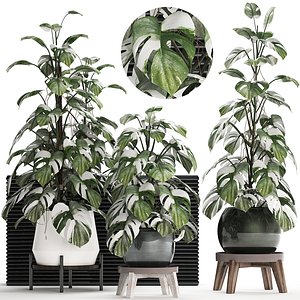 3D exotic plants monstera