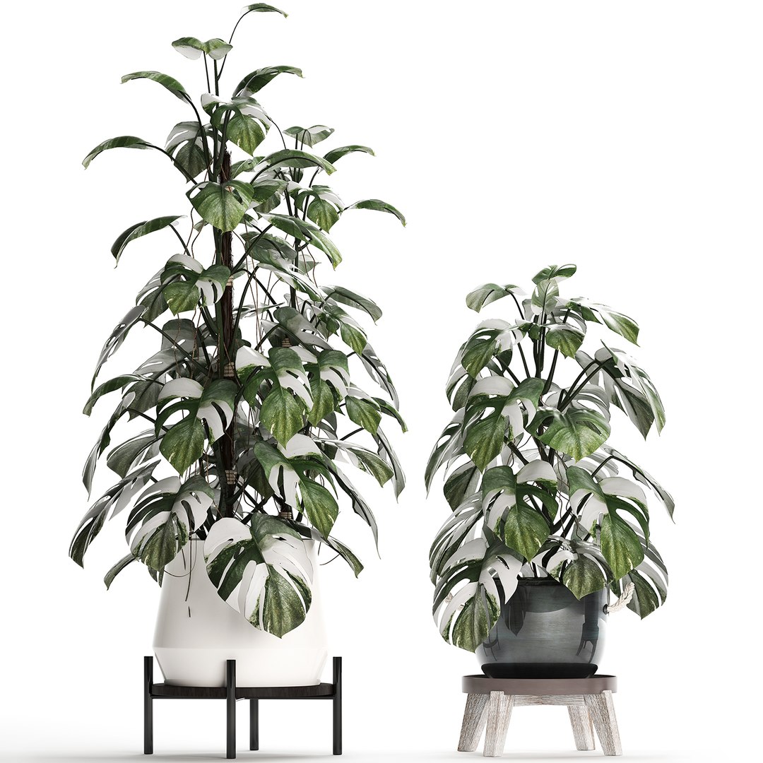 3D exotic plants monstera https://p.turbosquid.com/ts-thumb/vG/ak55le/ItVR5plh/monstera2102202005/jpg/1582375368/1920x1080/fit_q87/e5a41ae5c414d5f3f870c965382025193f2f93bd/monstera2102202005.jpg