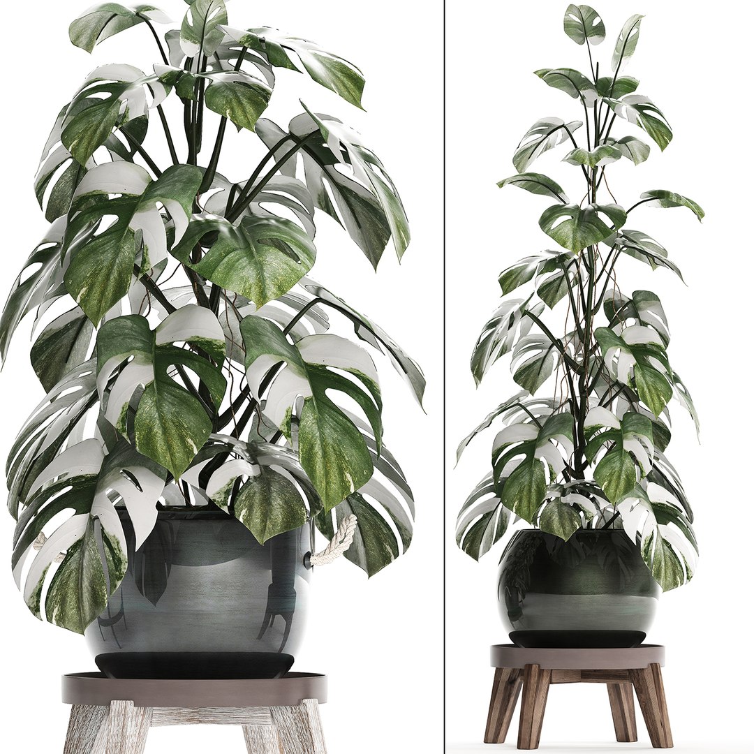 3D exotic plants monstera https://p.turbosquid.com/ts-thumb/vG/ak55le/eZjPCK5o/monstera2102202006/jpg/1582375368/1920x1080/fit_q87/3666e1d91a57679bafcb1715039cc286440f6faa/monstera2102202006.jpg