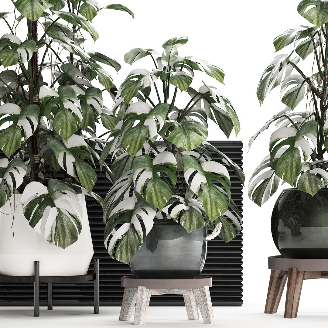 3D exotic plants monstera https://p.turbosquid.com/ts-thumb/vG/ak55le/p57QTenU/monstera2102202002/jpg/1582375368/1920x1080/fit_q87/fca06ed3aca204d283015a90958ff5d4ec19b22b/monstera2102202002.jpg