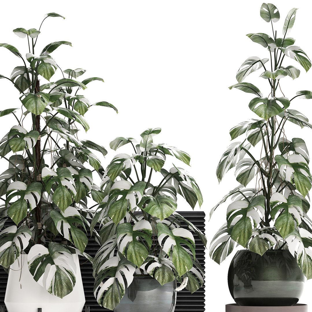 3D exotic plants monstera https://p.turbosquid.com/ts-thumb/vG/ak55le/s7ZsAAn5/monstera2102202003/jpg/1582375368/1920x1080/fit_q87/a7db88d2398bdb82c9efd13c8cdf8eac111fb6c7/monstera2102202003.jpg