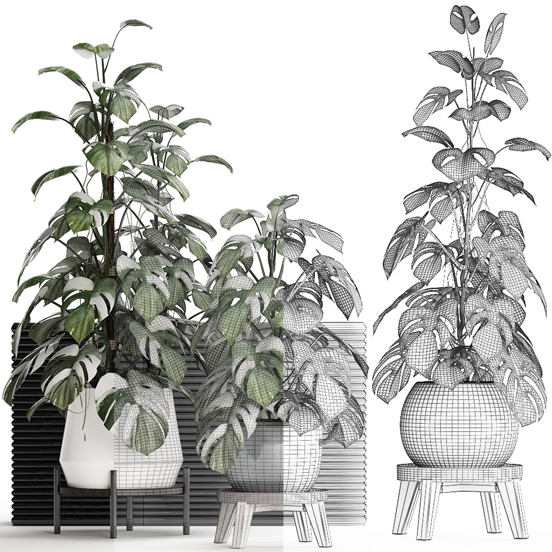 3D exotic plants monstera https://p.turbosquid.com/ts-thumb/vG/ak55le/uhLHLXTl/monstera2102202007/jpg/1582375368/1920x1080/fit_q87/0014c8d1e896506f9e7e202b05486b661c718ca5/monstera2102202007.jpg
