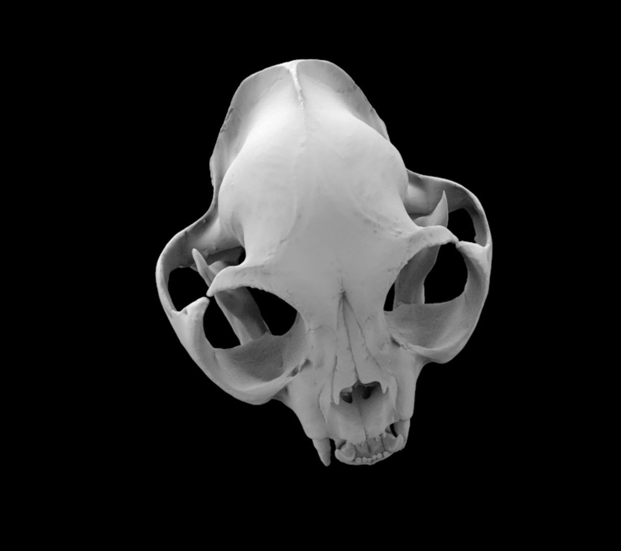 3d skull cat british short model https://p.turbosquid.com/ts-thumb/vG/blAbs4/A3x2xym4/untitled.33/jpg/1595437205/1920x1080/fit_q87/55985621c3e3218d4a0d1594a8fbd2fb5fd702ed/untitled.33.jpg