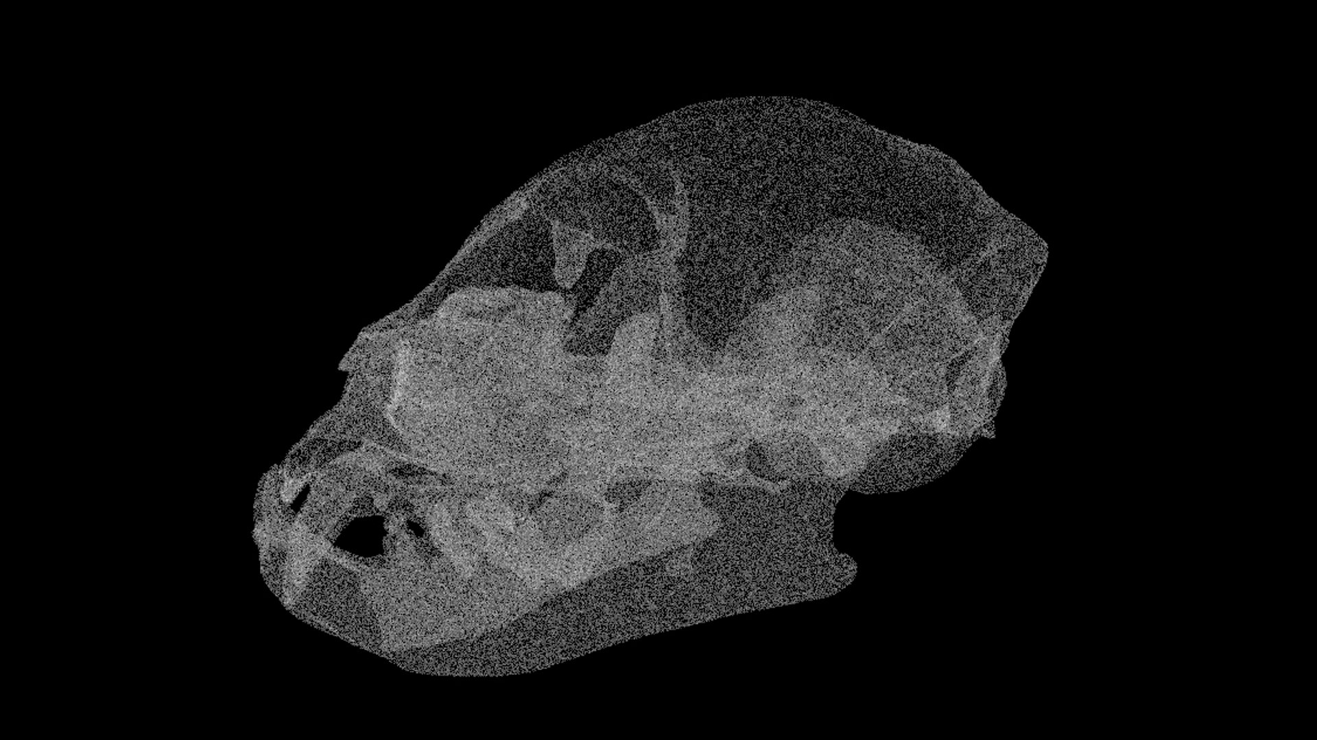 3d skull cat british short model https://p.turbosquid.com/ts-thumb/vG/blAbs4/IkV8z64g/1/jpg/1595437460/1920x1080/fit_q87/163170ffee2e5010786cbdb455a008ef4172292f/1.jpg