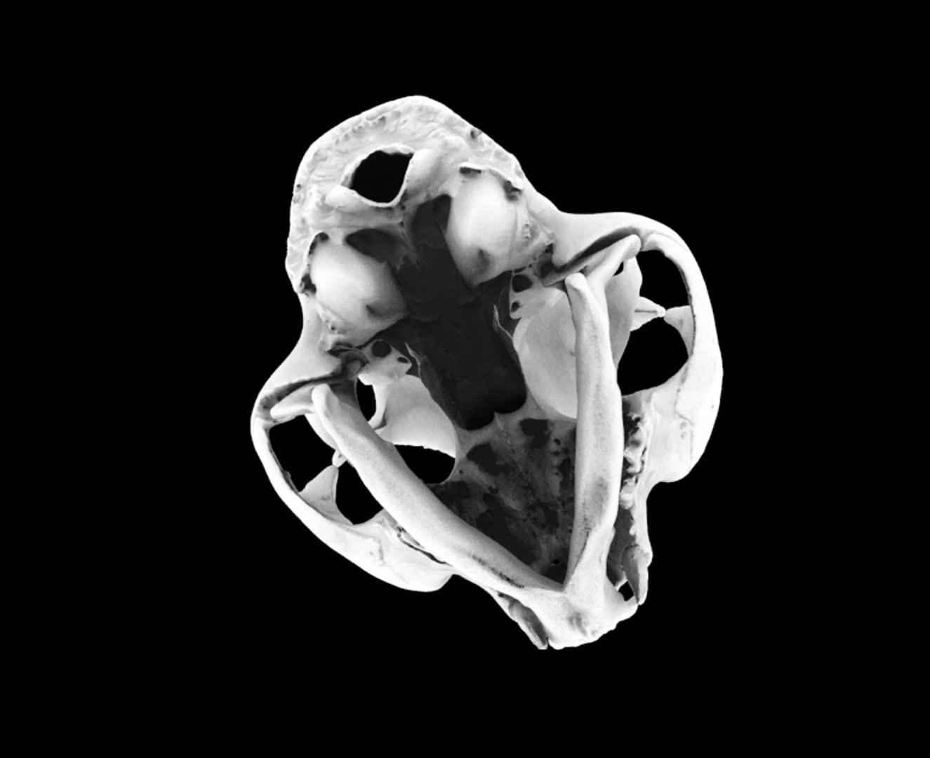 3d skull cat british short model https://p.turbosquid.com/ts-thumb/vG/blAbs4/MAXXFSRu/untitled.32/jpg/1595437185/1920x1080/fit_q87/66d1a7a3e2e01e48c8593e3cba6b038391f69a15/untitled.32.jpg