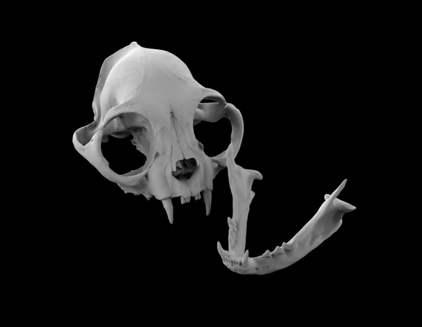 3d skull cat british short model https://p.turbosquid.com/ts-thumb/vG/blAbs4/OUcdRMrK/untitled.37/jpg/1595437262/1920x1080/fit_q87/6d5decba53c03c596853ff13bdd40a61c35f7708/untitled.37.jpg