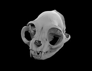 3d skull cat british short model
